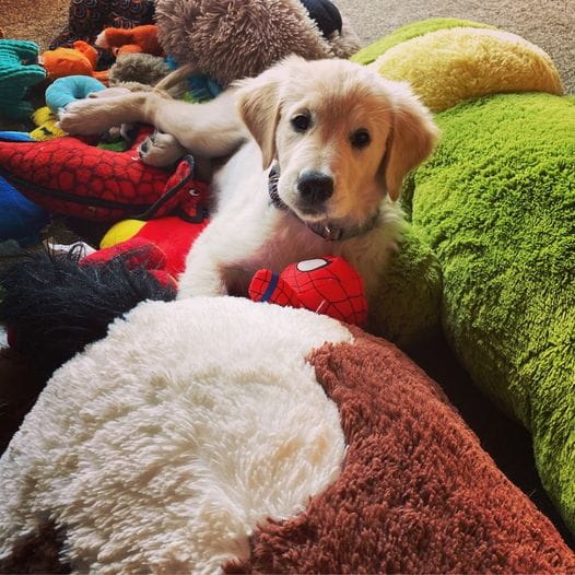 Best Interactive Dog Toy I've Ever Bought - Tired Dogs in 10 Minutes